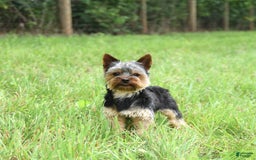 Yorkshire Terrier dogs for sale: Zade - Image 11