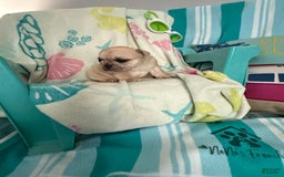 French Bulldog dogs for sale: Akc Cream Black Mask Spot - Image 18