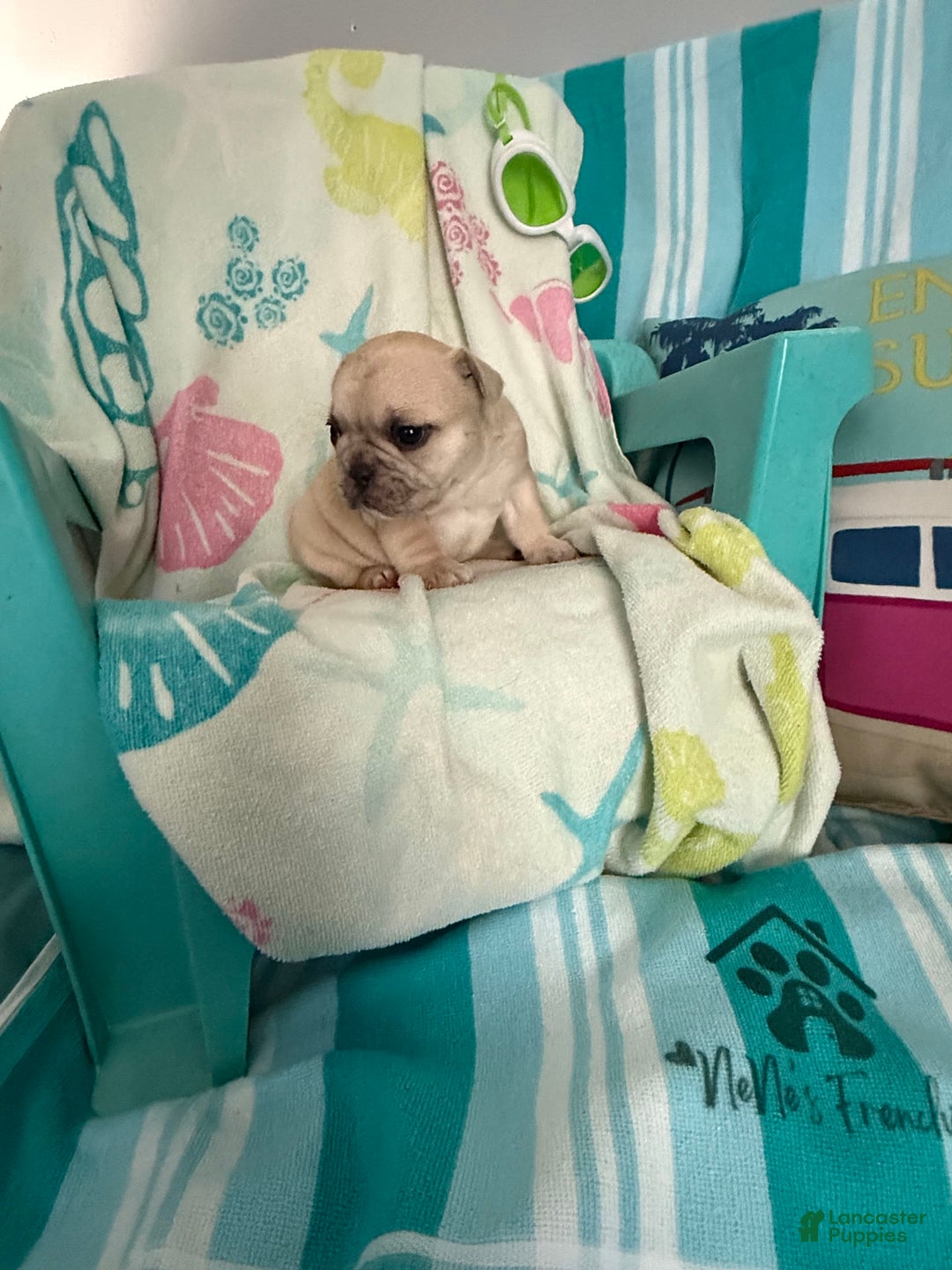 French Bulldog dogs for sale: Akc Cream Black Mask Spot - Image 18