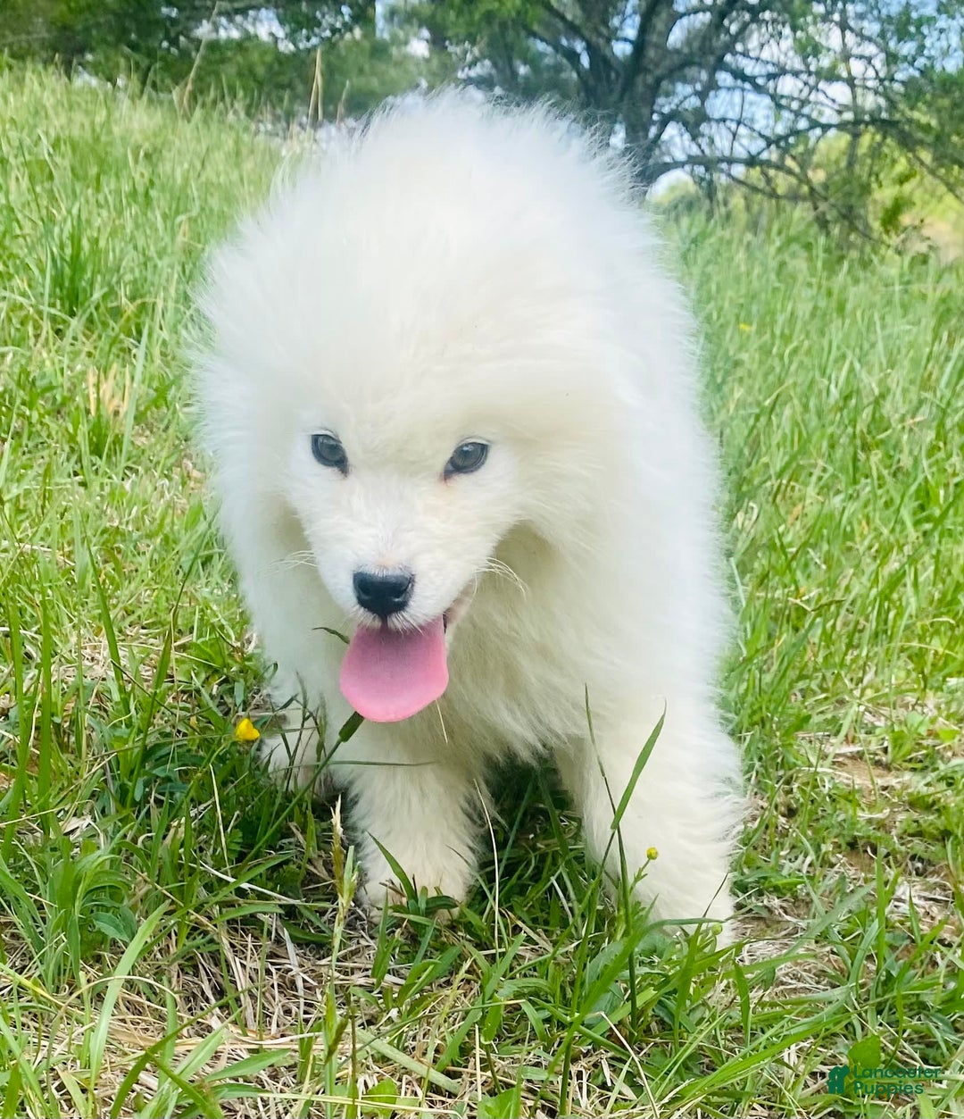 Samoyed dogs for sale: Siofra - Image 7