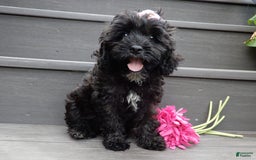 Cockapoo dogs for sale: Isabelle - Image 2