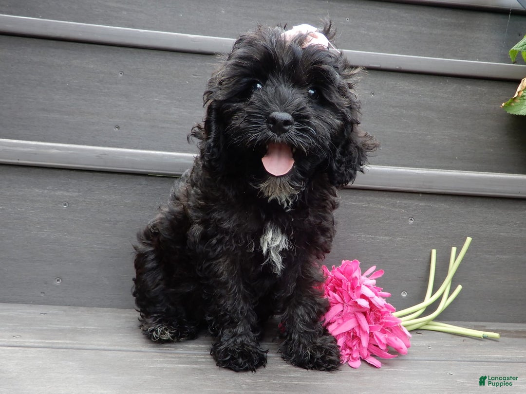 Cockapoo dogs for sale: Isabelle - Image 2