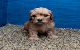 Cavapoo dogs for sale: Luke - Image 5