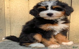 Mini Bernedoodle dogs for sale: 💜 Boston Ma 💜 Mini Bernedoodle - Image 17