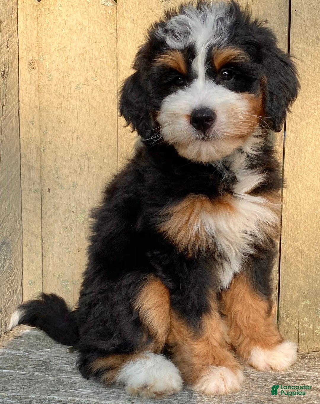 Mini Bernedoodle dogs for sale: 💜 Boston Ma 💜 Mini Bernedoodle - Image 17
