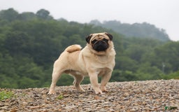 Pug dogs for sale: Ace - Image 10