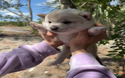 Shiba Inu dogs for sale: Butterfly - Image 2