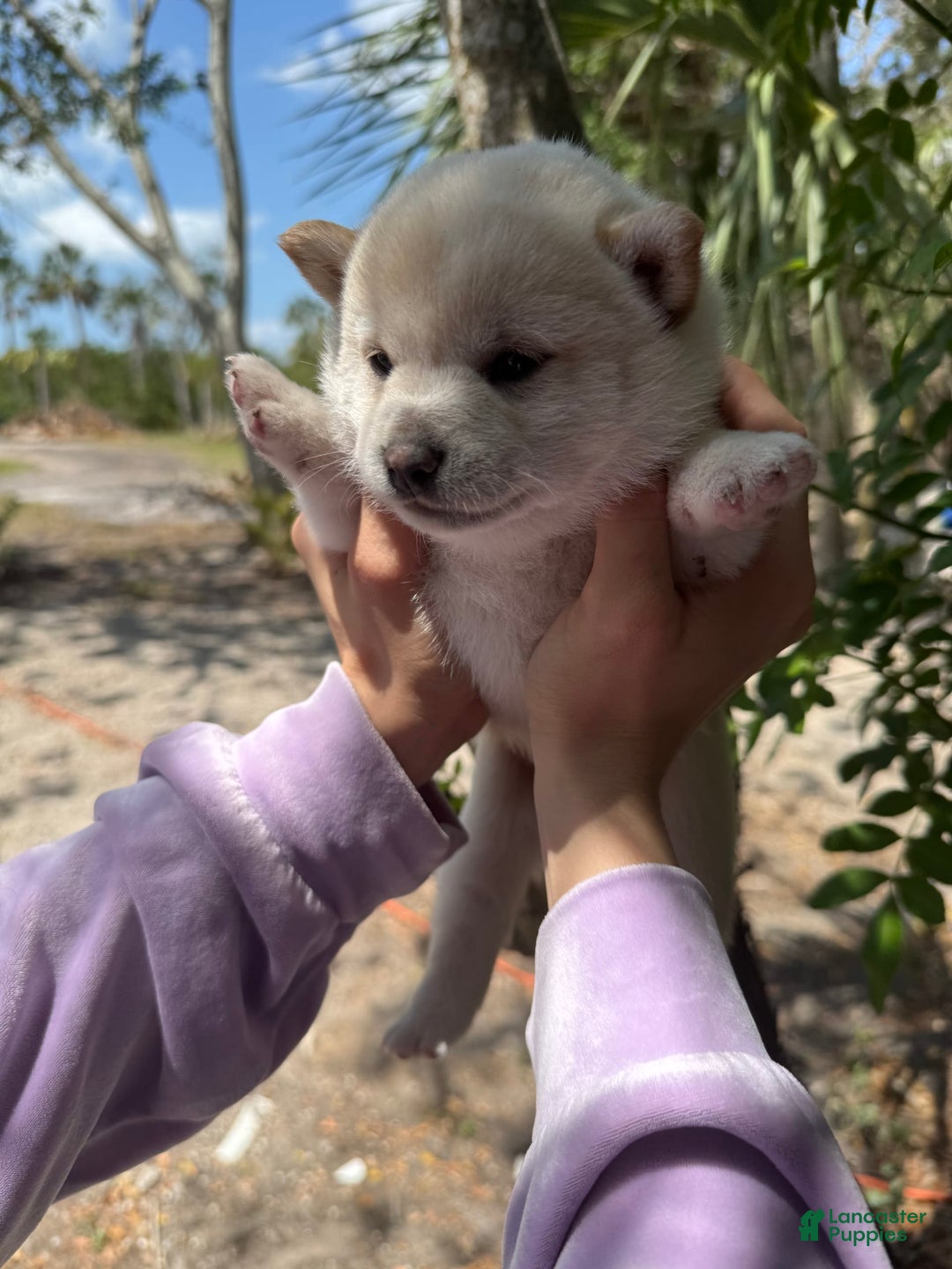 Shiba Inu dogs for sale: Butterfly - Image 2