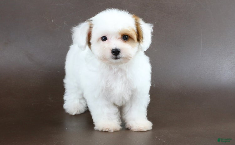 Yorkiepoo dogs - Advert 34