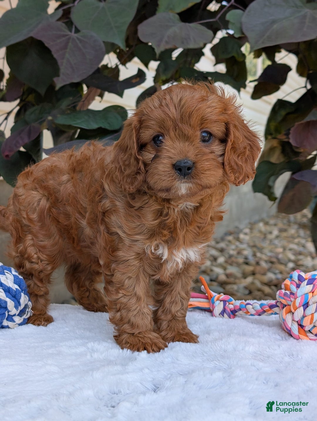 Cavapoo dogs for sale: Darla - Image 2