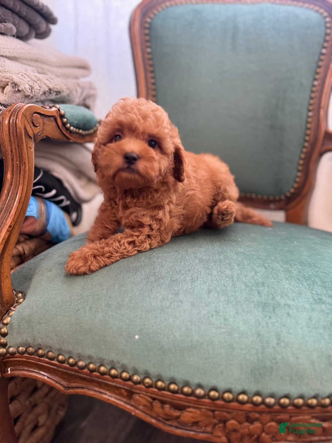 Maltipoo dogs for sale: Denver - Image 3