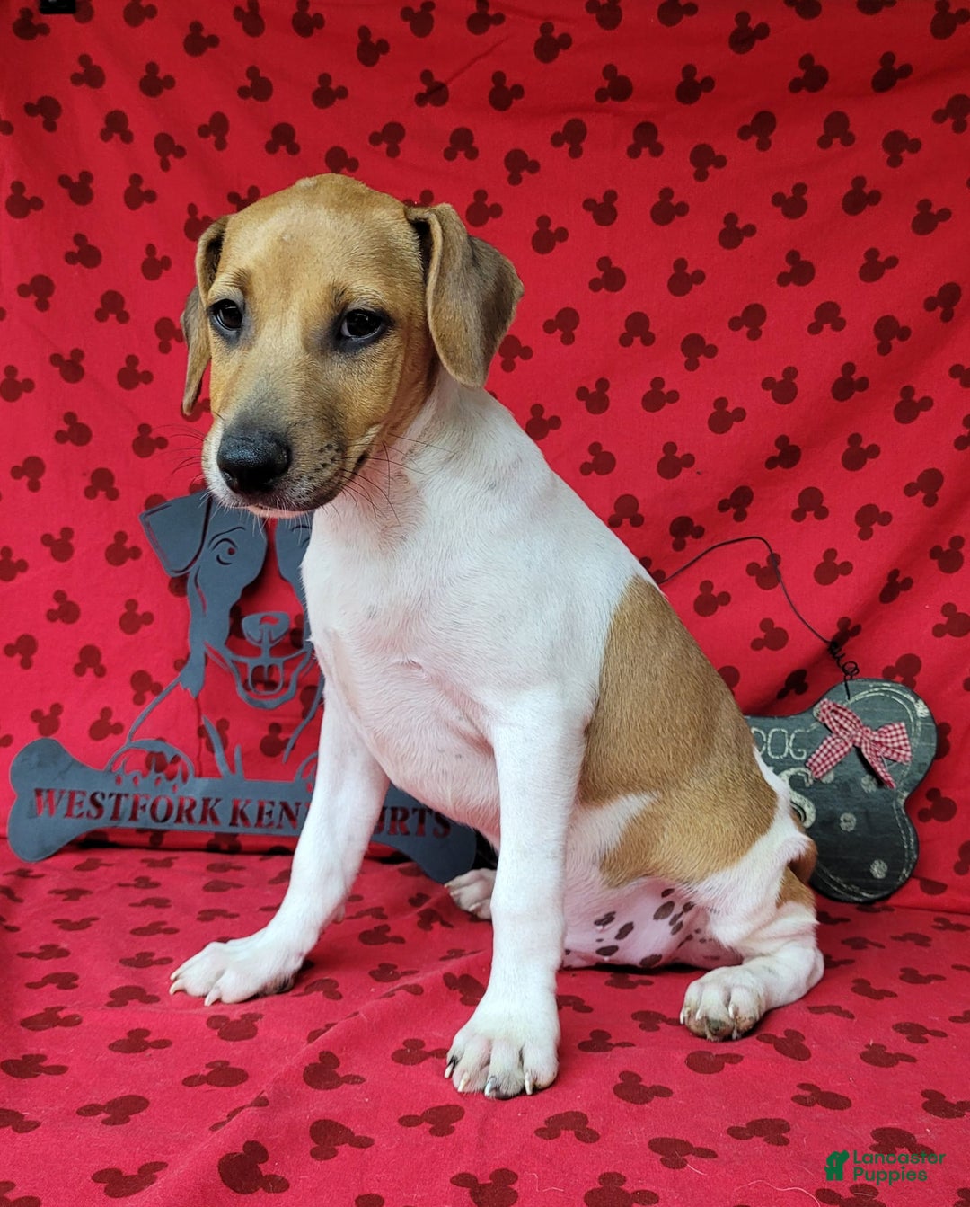Jack Russell Terrier dogs for sale: Jack Russell Terrier Pike - Image 4