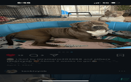 American Bully dogs for stud: Bronx - Image 9
