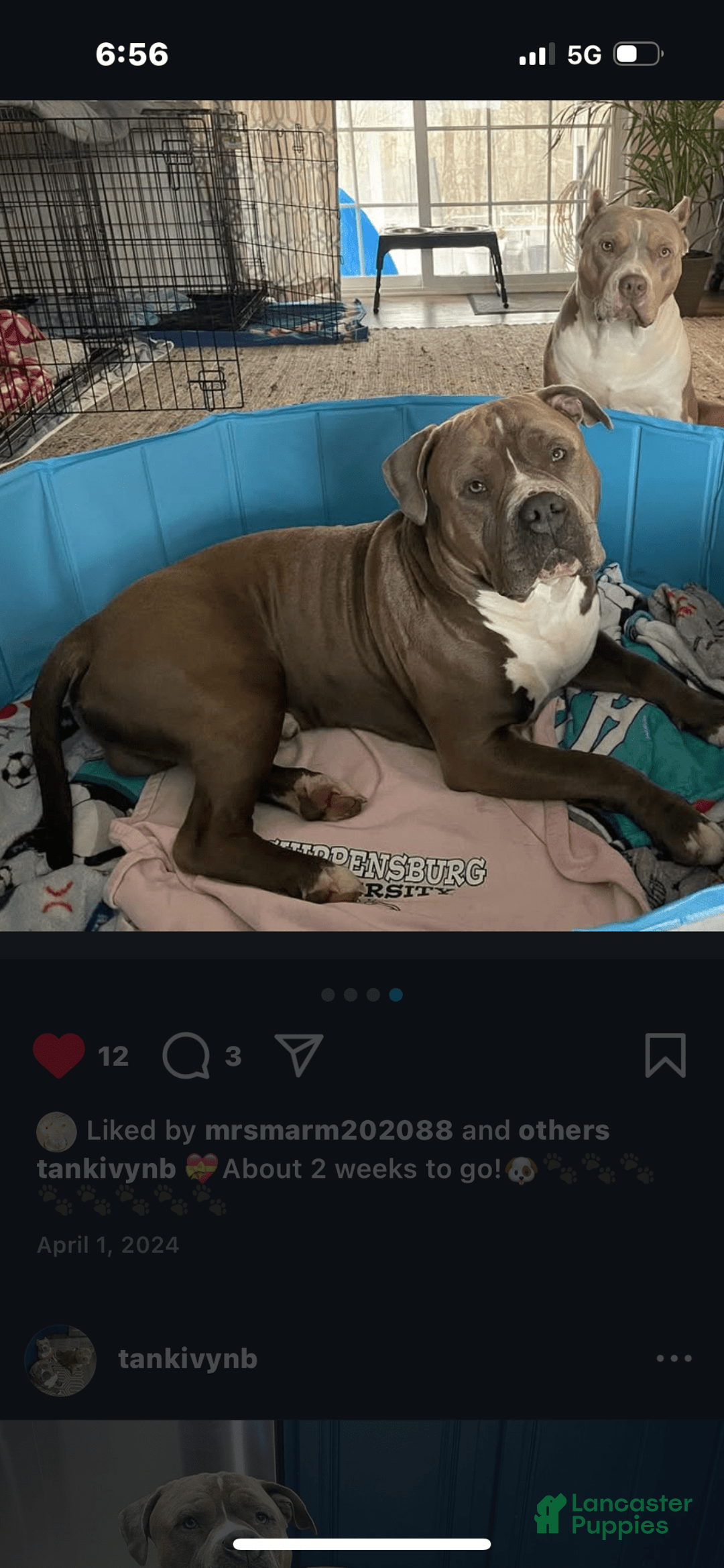 American Bully dogs for stud: Bronx - Image 9