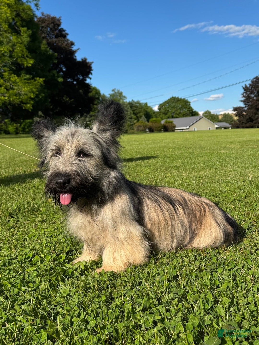 Skye Terrier dogs for sale: Vikki - Image 3