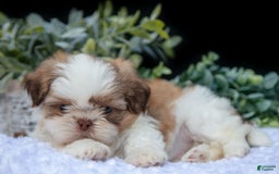 Shih Tzu dogs for sale: Colby - Image 4