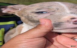 American Bully dogs for sale: Green Girl - Image 2