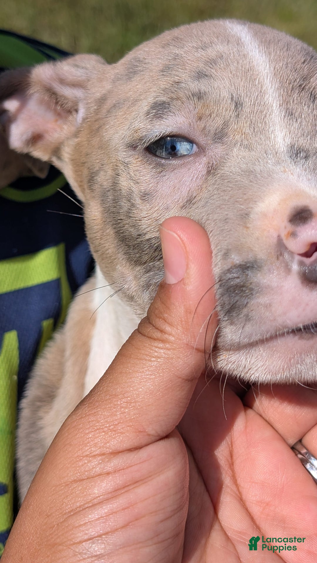 American Bully dogs for sale: Green Girl - Image 2