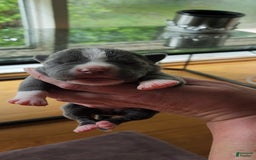 American Bully dogs for sale: Mary-kate - Image 3