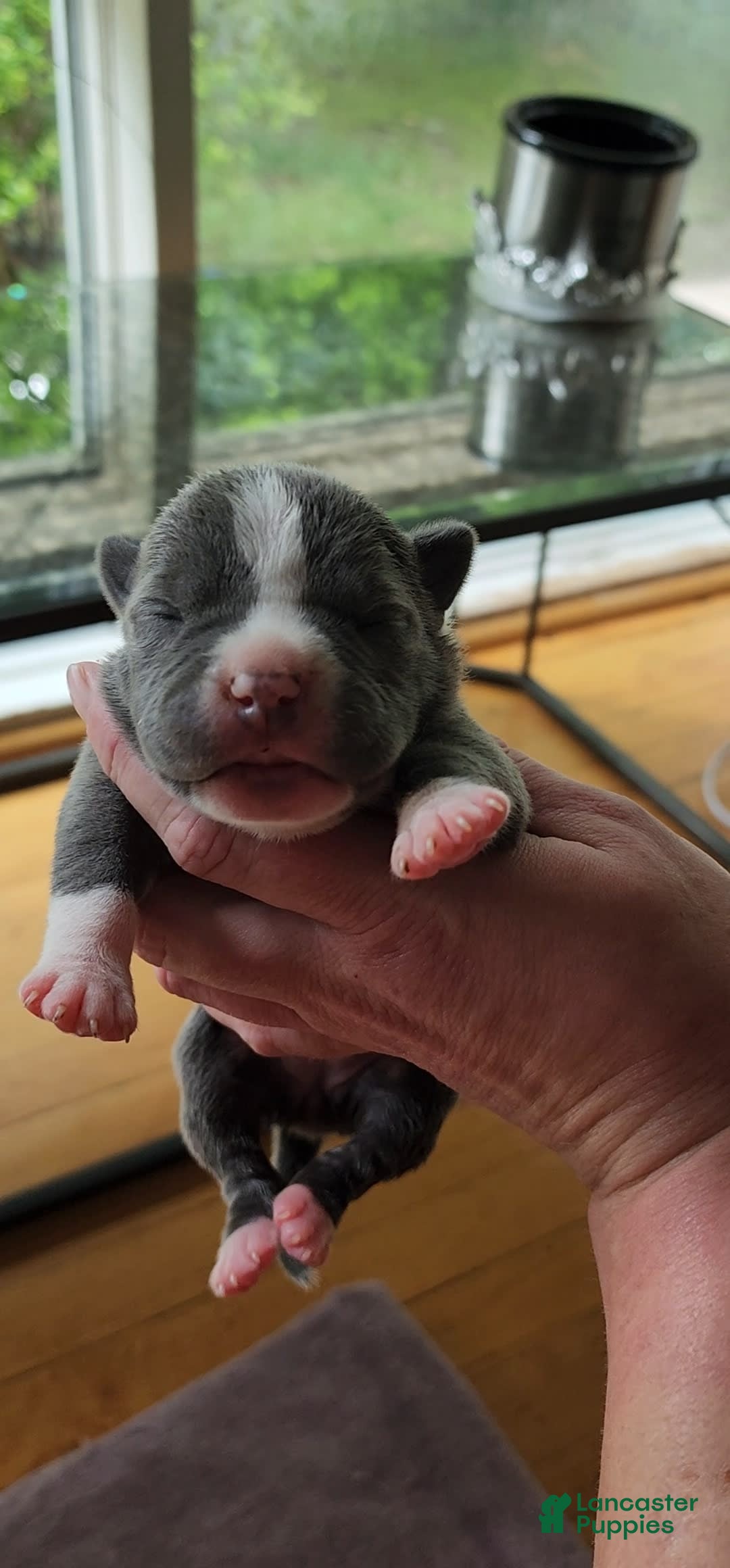 American Bully dogs for sale: Mary-kate - Image 3