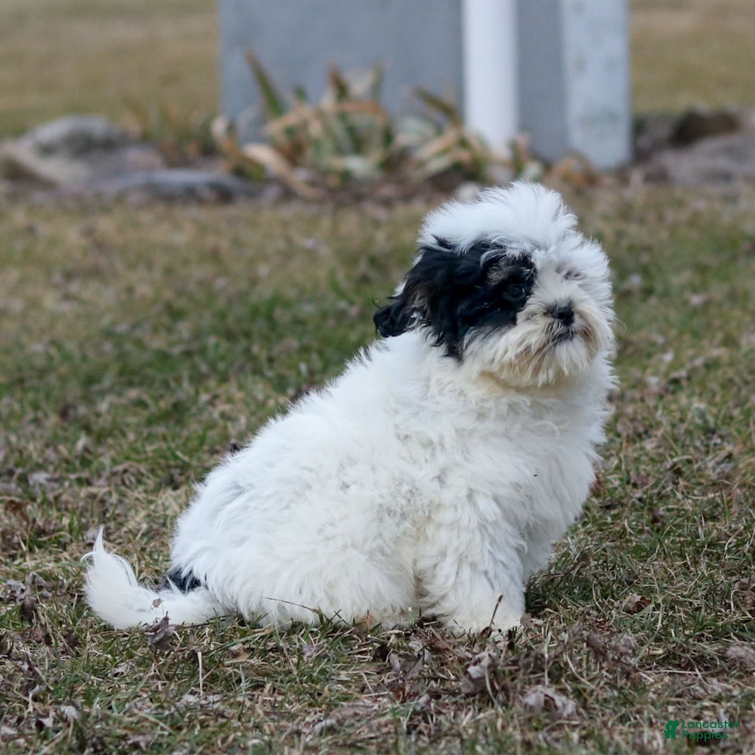 Shihpoo dogs for sale: Benny - Image 23