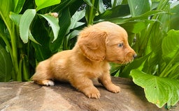 Miniature Dachshund dogs for sale: Gabby Long Haired - Image 1