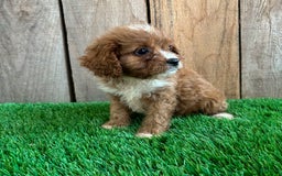 Cavapoo dogs for sale: Taylor - Image 2