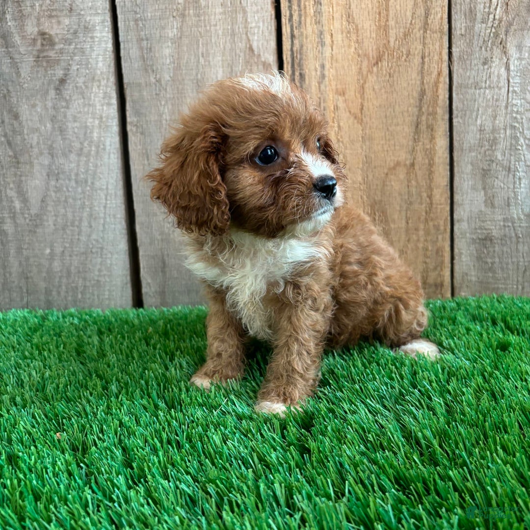 Cavapoo dogs for sale: Taylor - Image 2