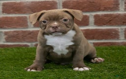 Frenchton dogs for sale: Scout - Image 3