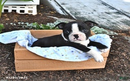 Boston Terrier dogs for sale: Debra - Image 2