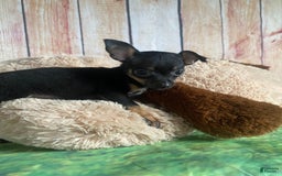Toy Fox Terrier dogs for sale: Bitsy - Image 3