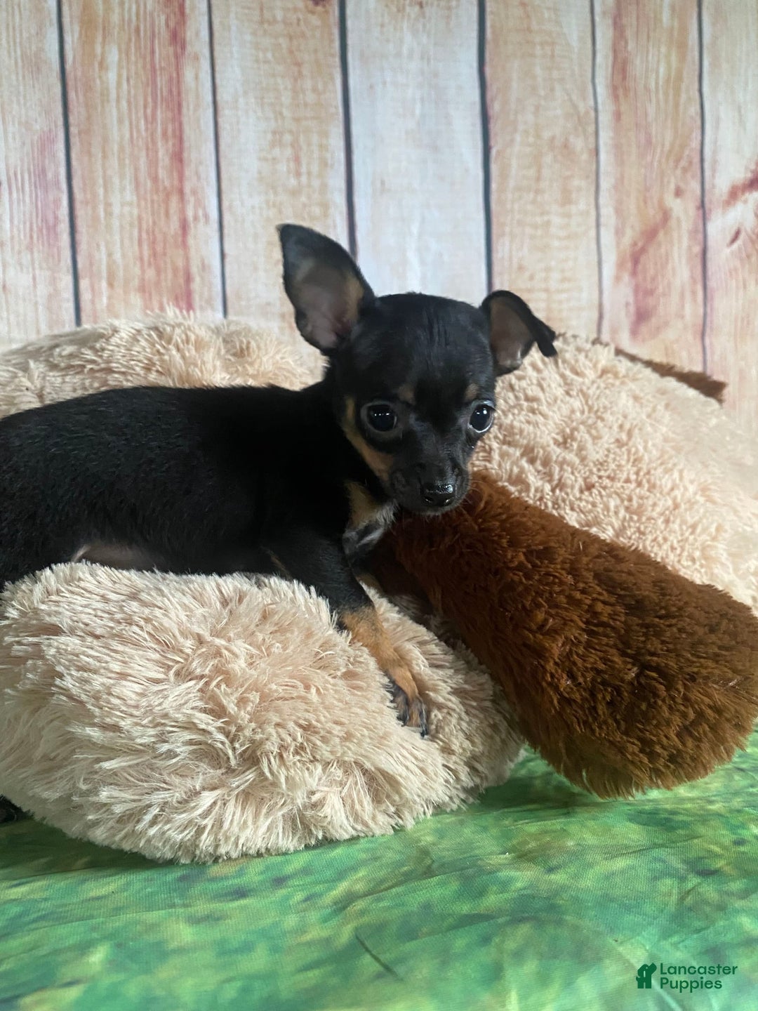 Toy Fox Terrier dogs for sale: Bitsy - Image 3