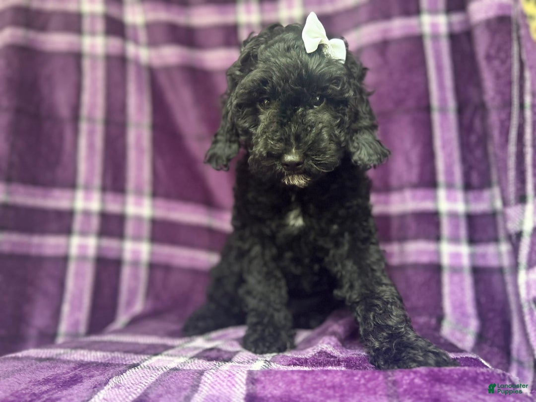 Cockapoo dogs for sale: Snookie - Image 6