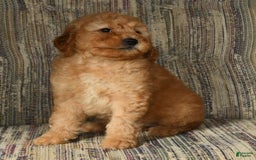 Mini Goldendoodle dogs for sale: Amber - Image 8
