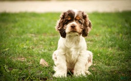 Cocker Spaniel dogs for sale: Beckham - Image 16