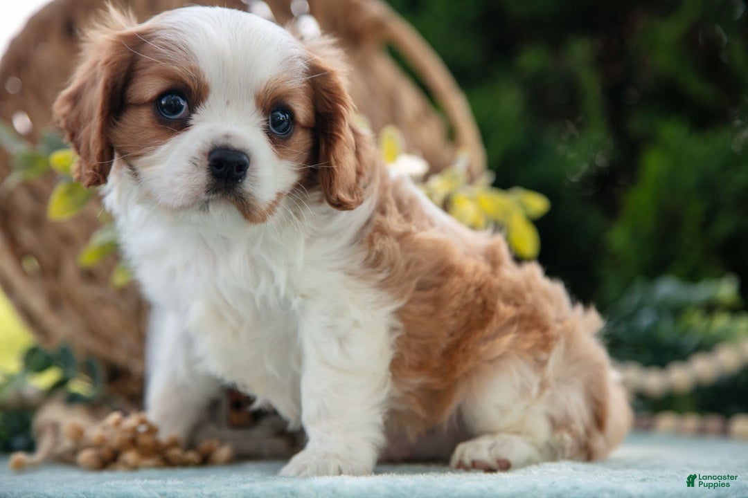 Cavalier King Charles Spaniel dogs for sale: Peter - Image 3