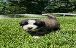 Saint Bernard dogs for sale: Bear - Image 2