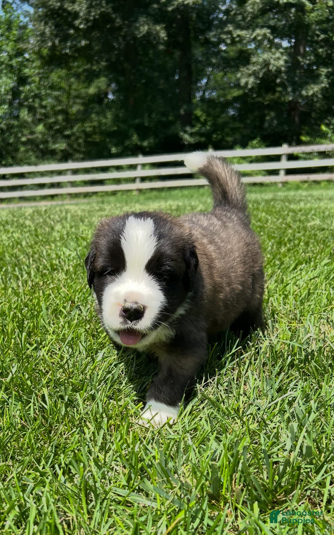 Saint Bernard dogs for sale: Bear - Image 2