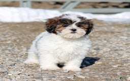 Shihpoo dogs for sale: Anya - Image 4