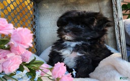 Morkie dogs for sale: Gracie - Image 8