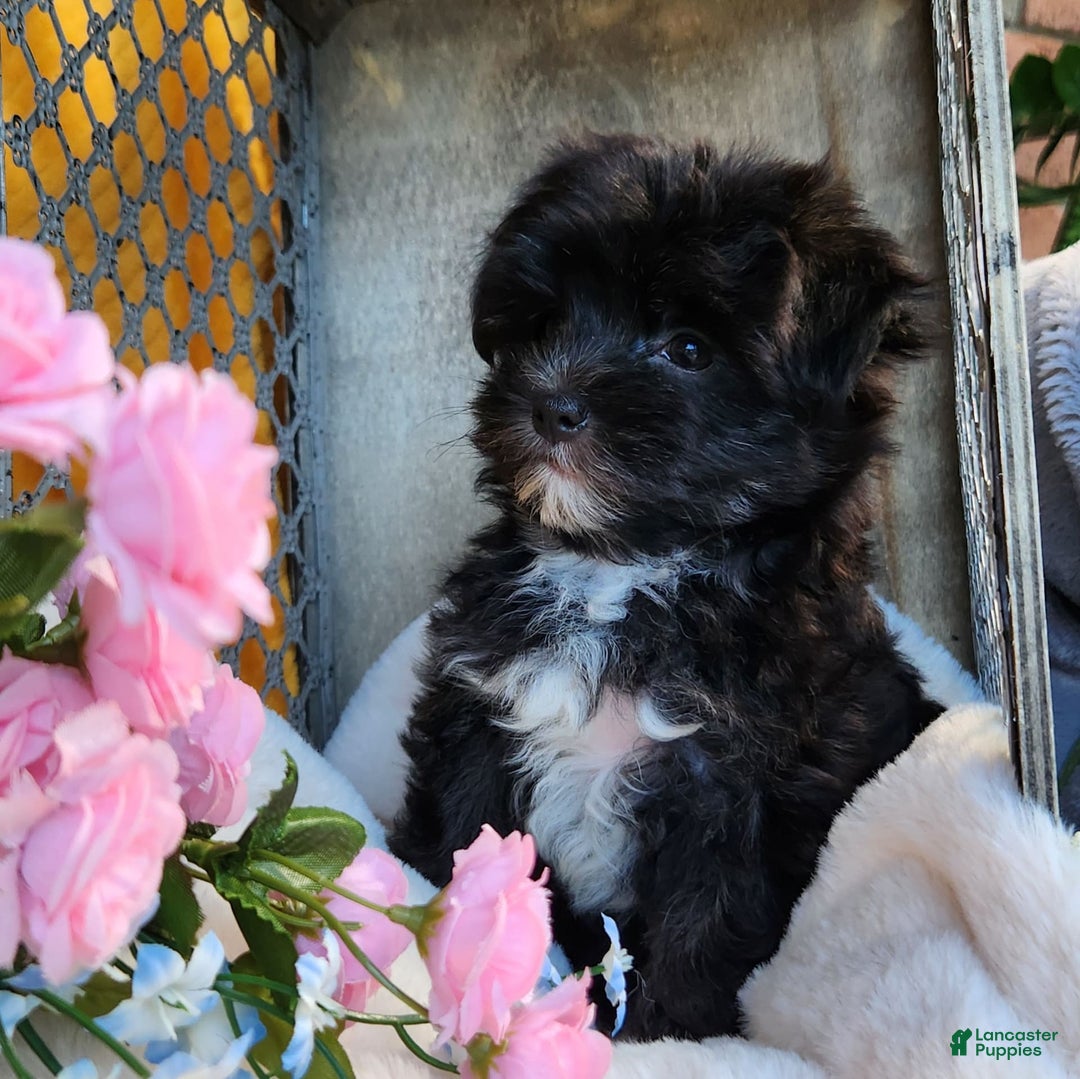 Morkie dogs for sale: Gracie - Image 8