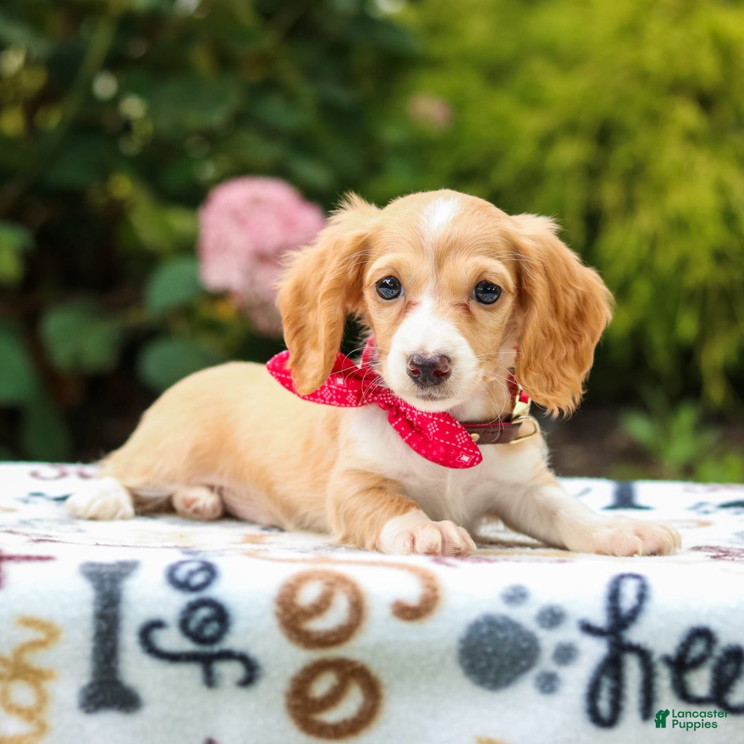 Miniature Dachshund dogs for sale: Skippy - Image 2