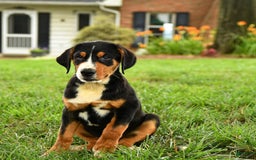 Greater Swiss Mountain Dog dogs for sale: Cheyenne - Image 4
