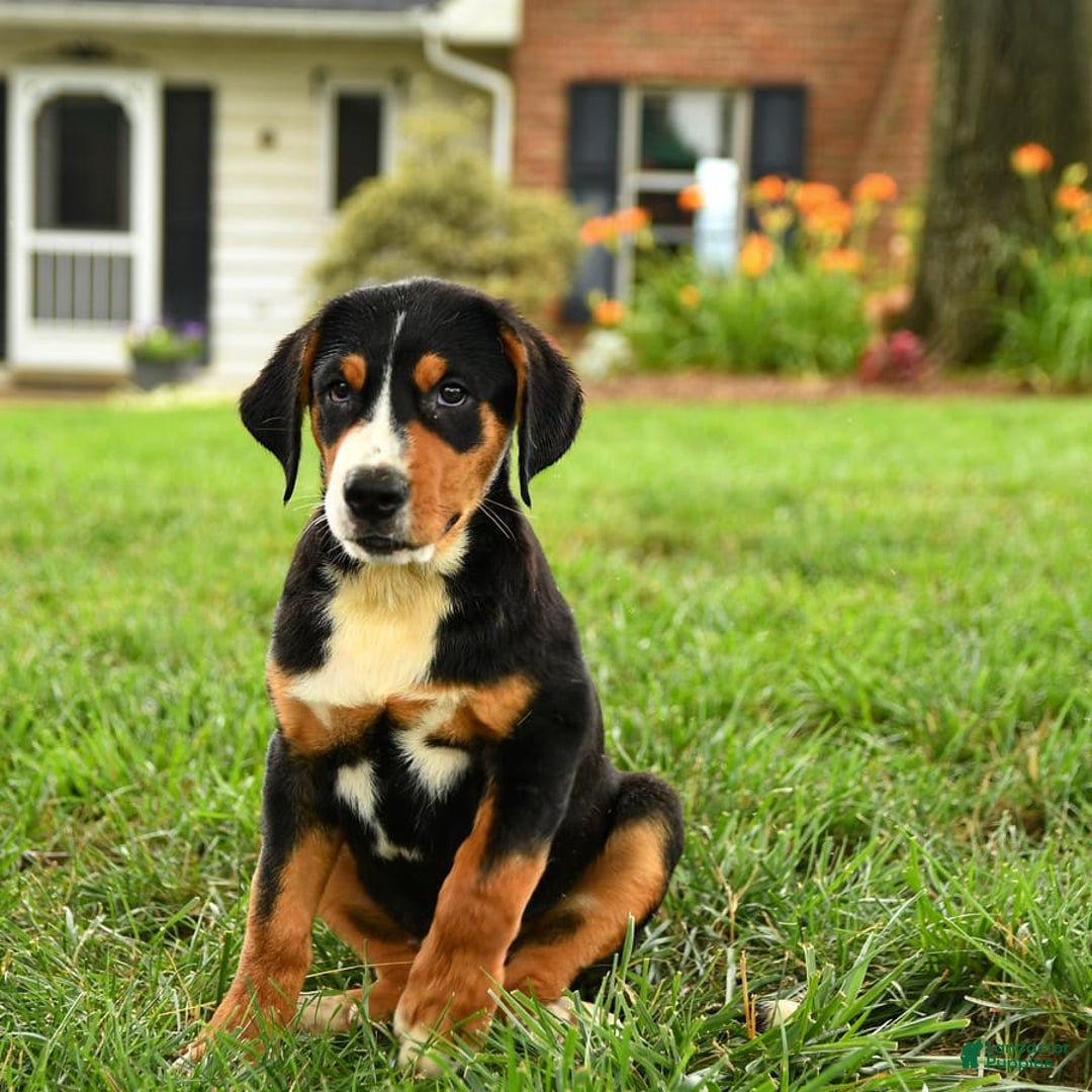 Greater Swiss Mountain Dog dogs for sale: Cheyenne - Image 4
