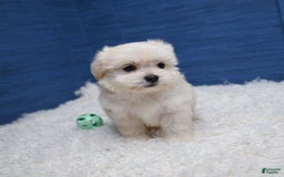 Shihpoo dogs for sale: Cedric - Image 11