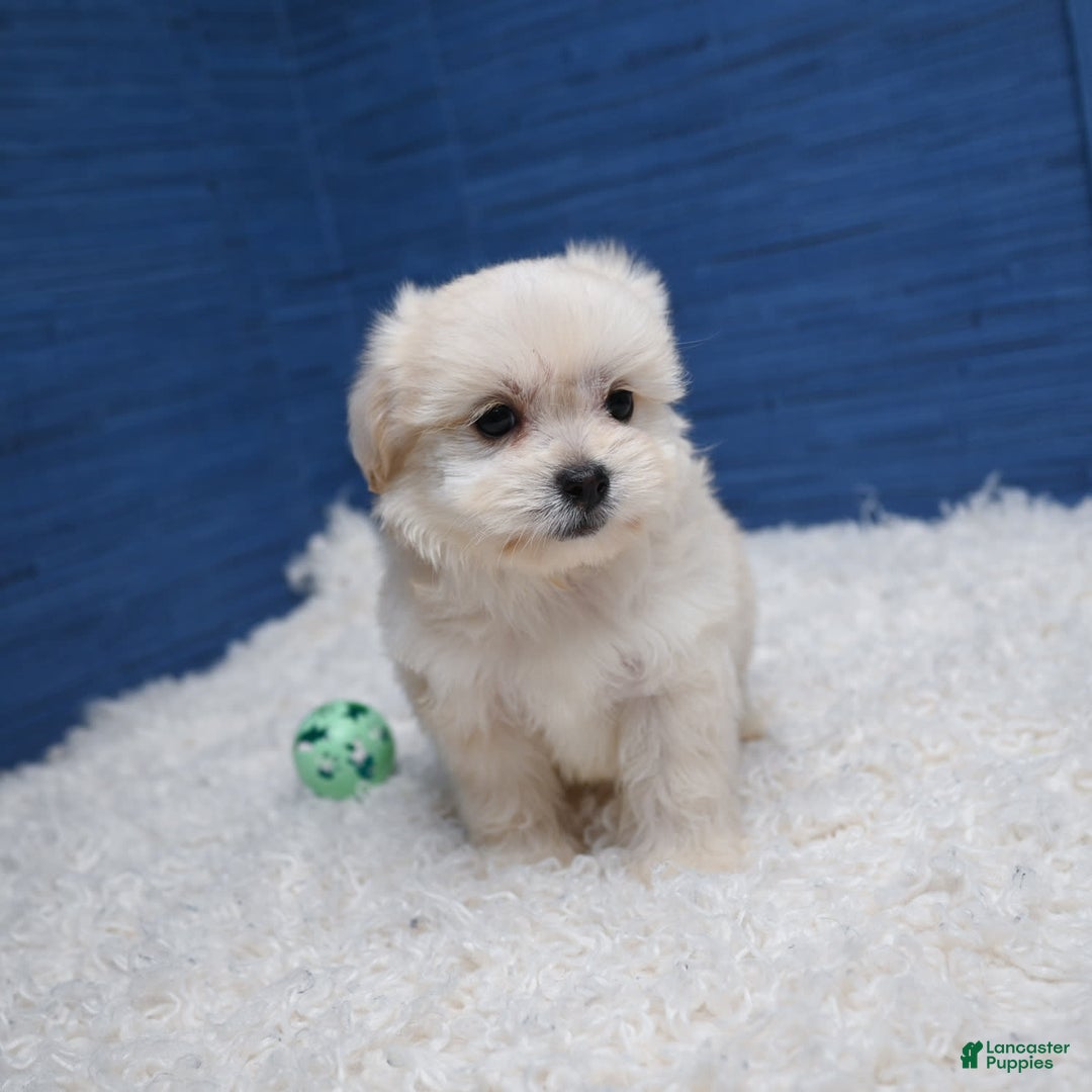Shihpoo dogs for sale: Cedric - Image 11