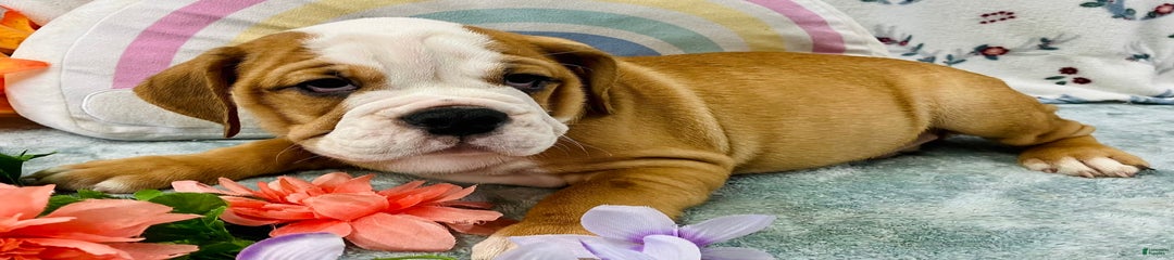 Duke