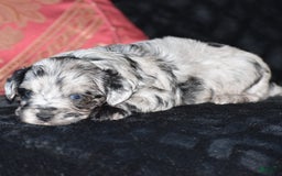 Yorkiepoo dogs for sale: Prissie - Image 6