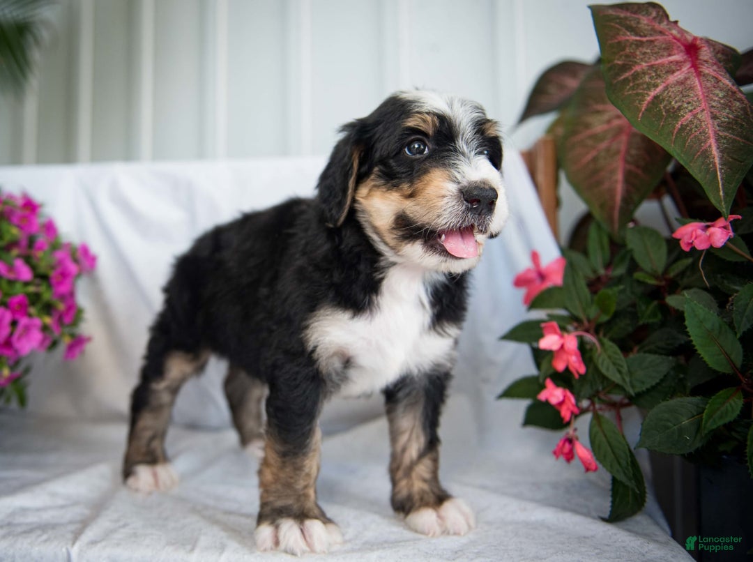 Bernedoodle dogs for sale: Jordan - Image 15