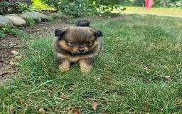 Pomeranian dogs for sale: Lacey - Image 2